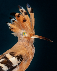 zoologia Immagine sezione di zoologia