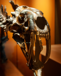 schede sito MNU2 Immagine sezione di geologia e paleontologia