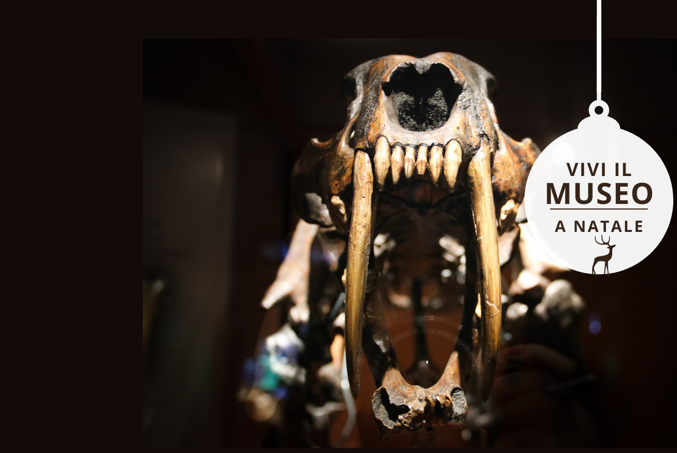 Cranio di smilodon fatalis Museo della Natura e dell'Uomo